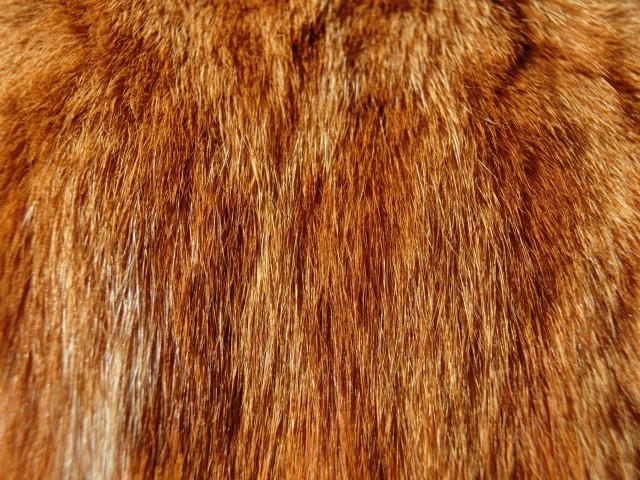 毛皮の毎日のお手入れ方法